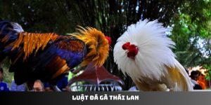 Luật Đá Gà Thái Lan